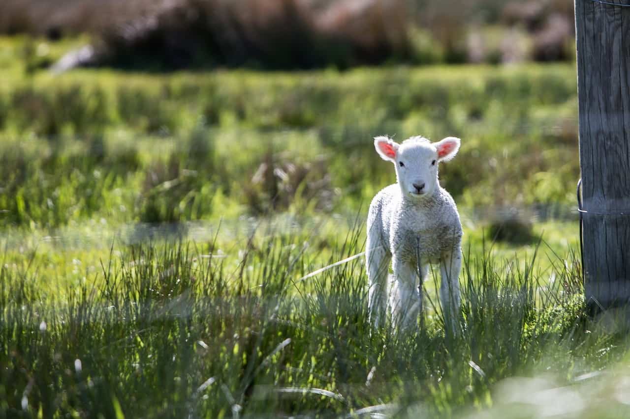 迷い出た一匹の羊